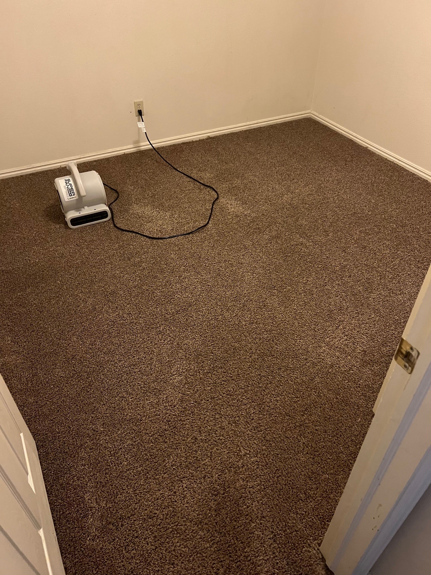 Freshly cleaned carpet drying after extraction.