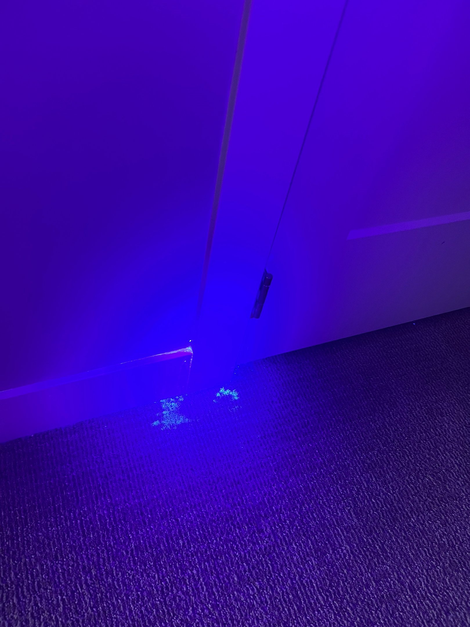 UV inspection of carpet revealing hidden pet urine.