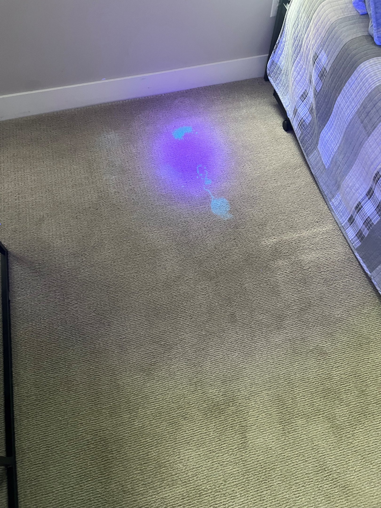 UV inspection of carpet revealing pet stains under blacklight.