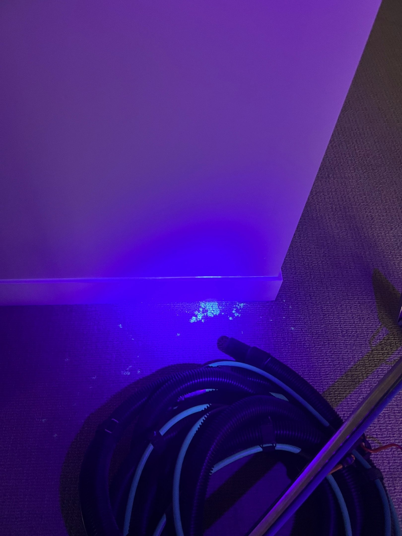 Treatment in progress on a pet stain area.